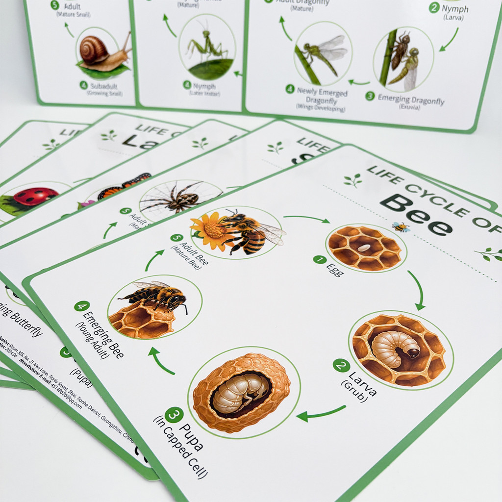 8 affiches éducatives sur le c - Kids Nature Education avis et prix